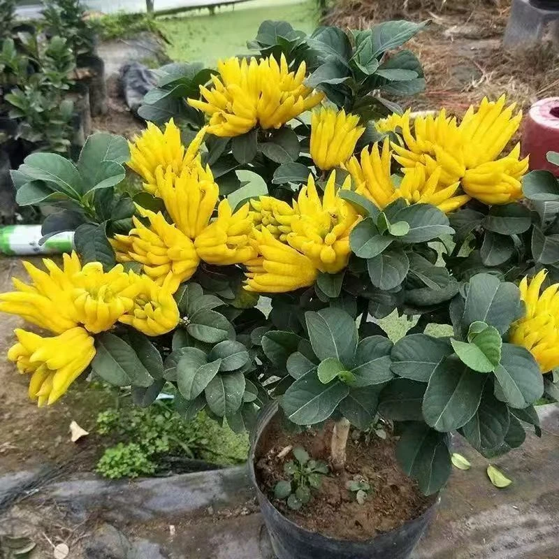 红花佛手苗绿植盆栽地栽室内室外均可种植