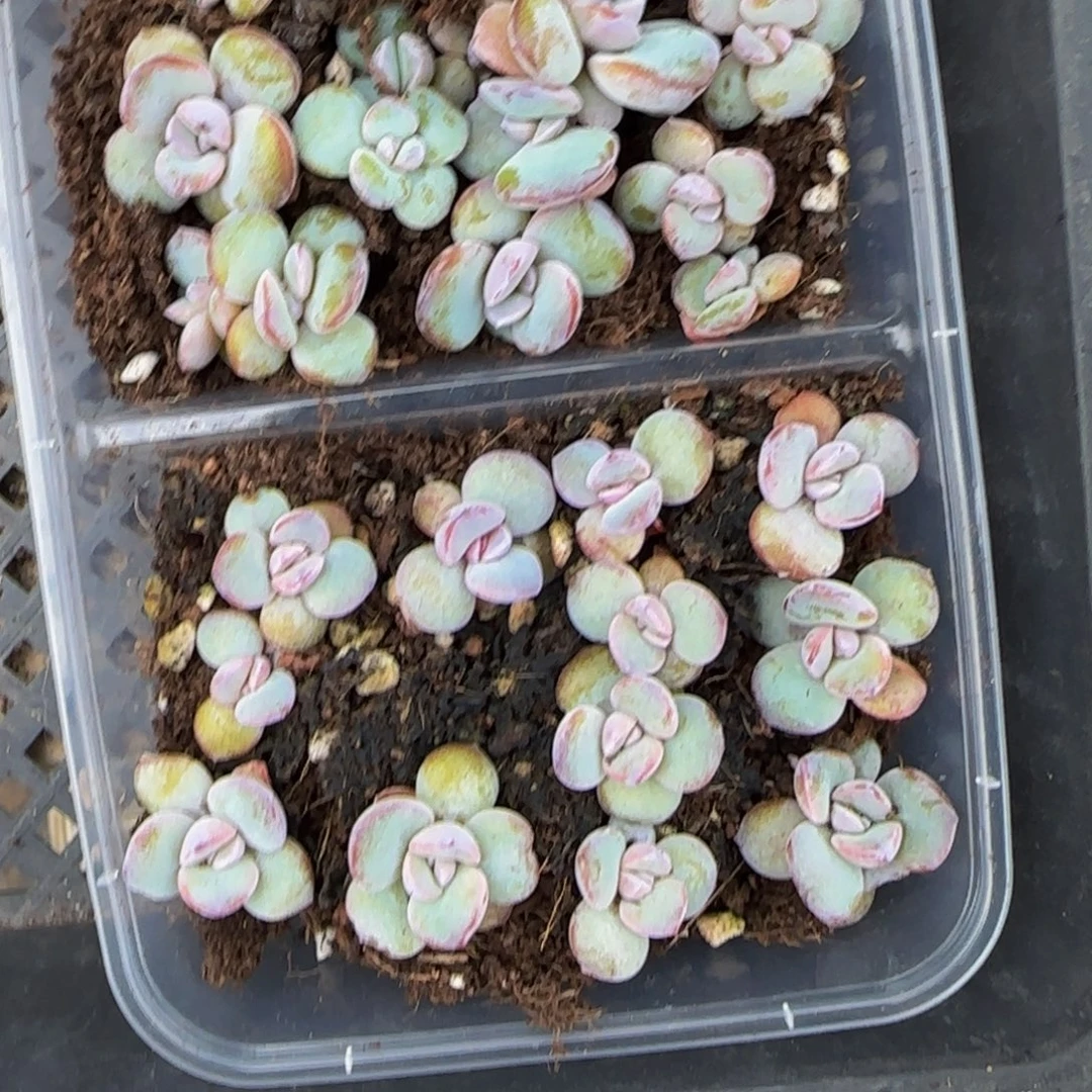 还***吧一盒奶茶切糕！！特价