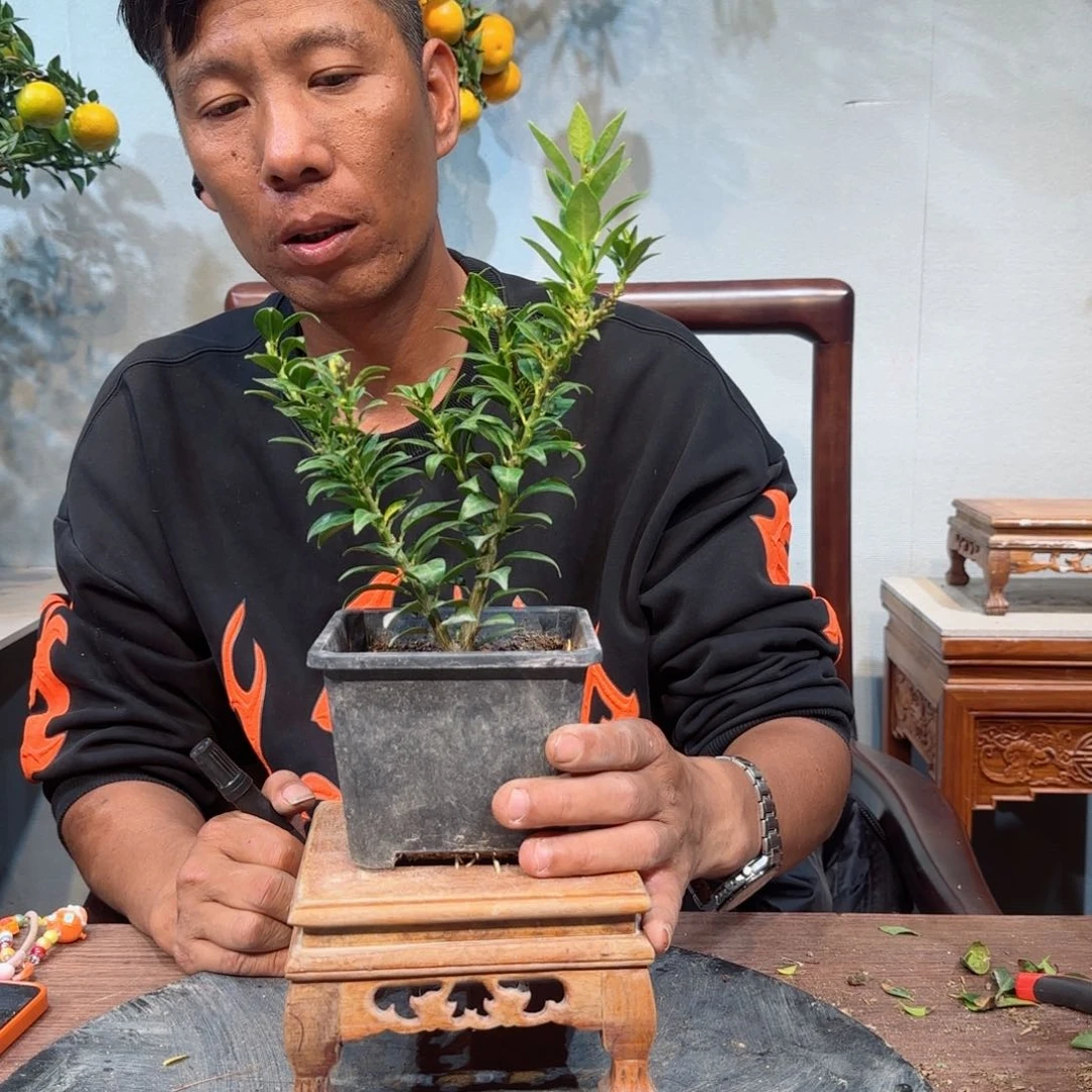 当前无花朵，栽培后可花朵平*心