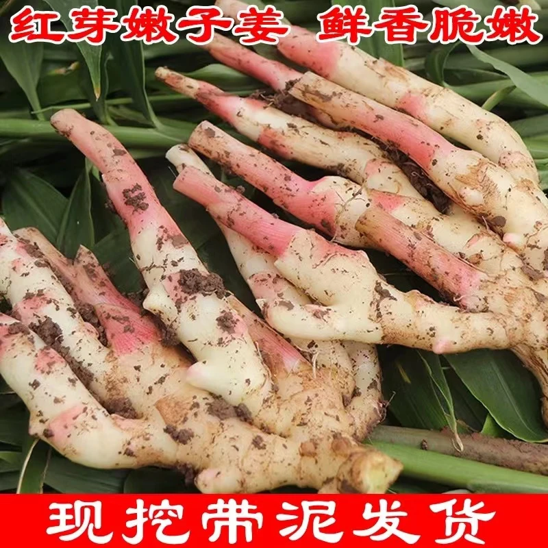 四川红芽仔姜3斤本地农家泡姜仔姜兔仔姜蛙泡菜仔姜