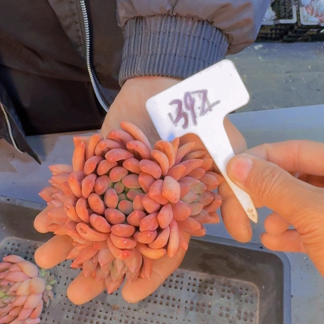 多肉植物和植物等多种