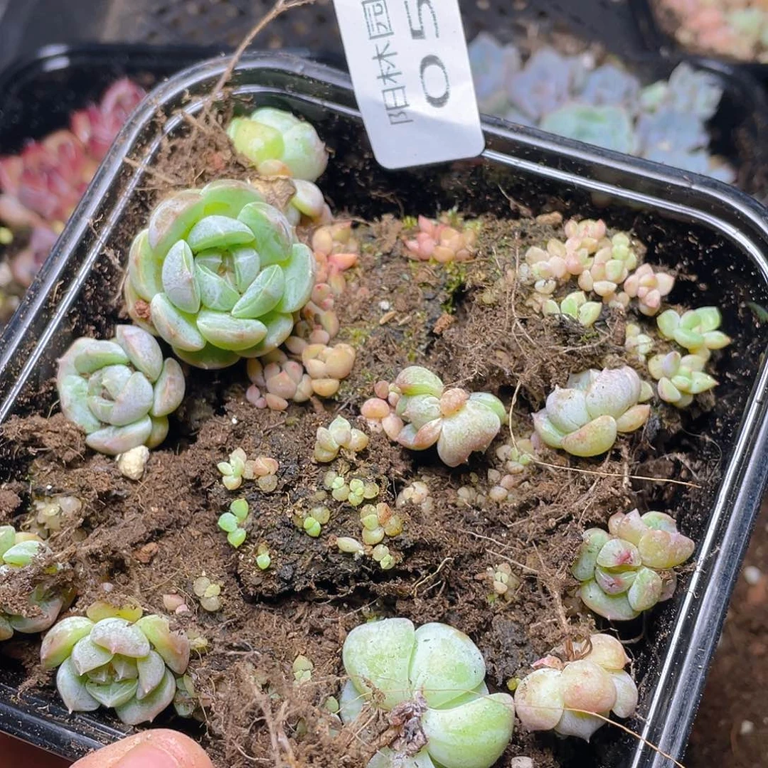 多肉植物多肉植物59