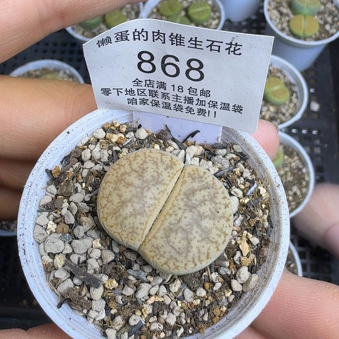 868盆口5公分满18包邮