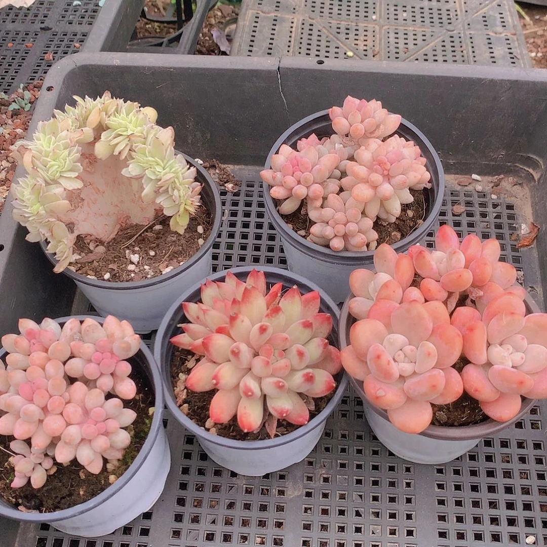 打包一款455778899999元包邮可