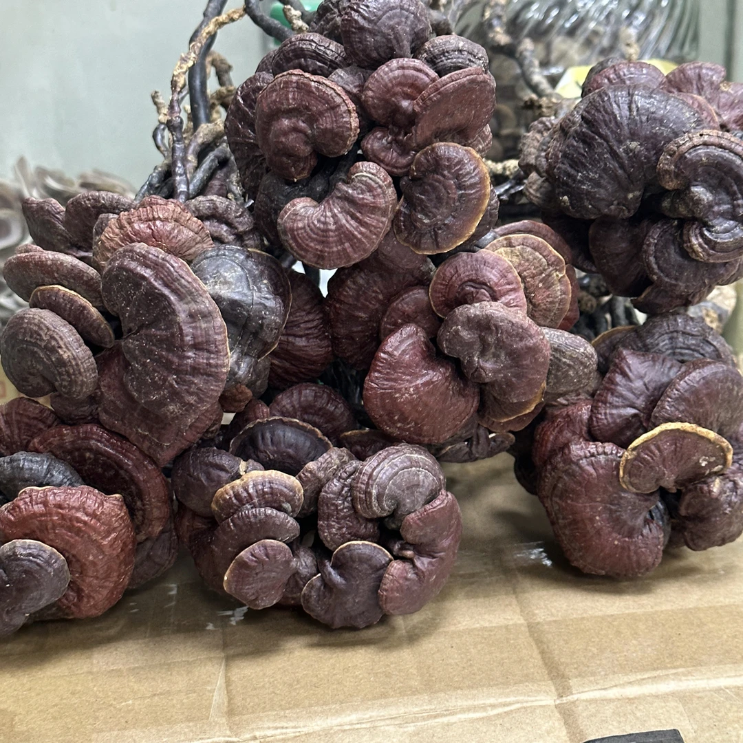 海南野生灵芝王 统货无断 性价比高 小豆芽煮水泡酒