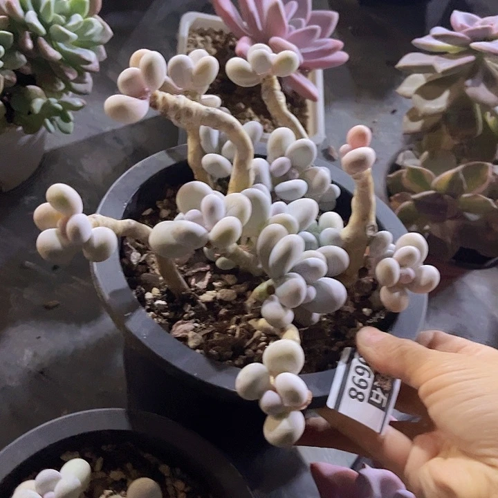 樱花奶0698多肉植物