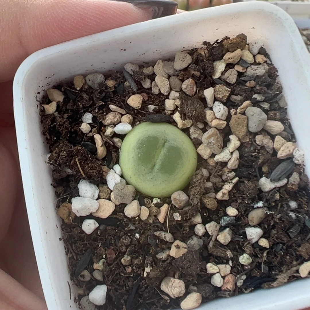 633拉登带盆土发货