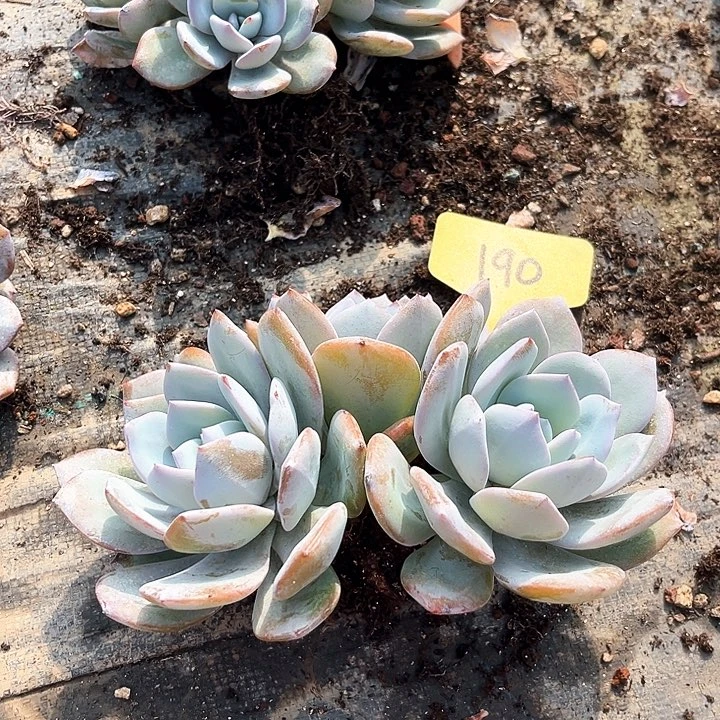 奶茶190号码牌子的话题了