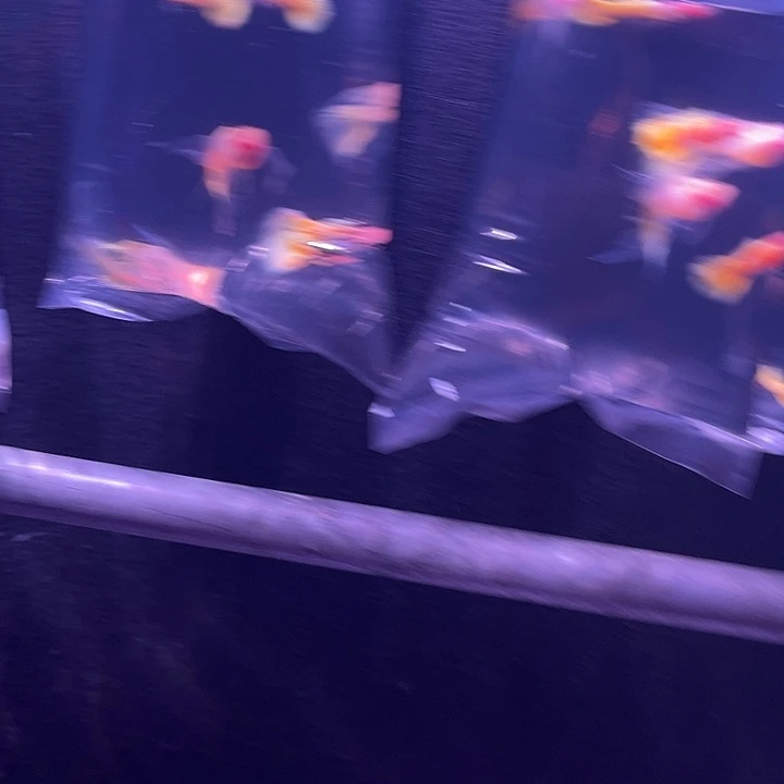 孔雀鱼黄蕾丝玻璃猫10条