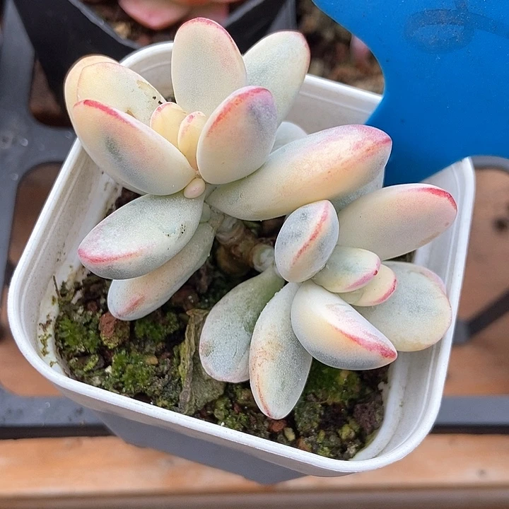 多肉植物乒乓锦894