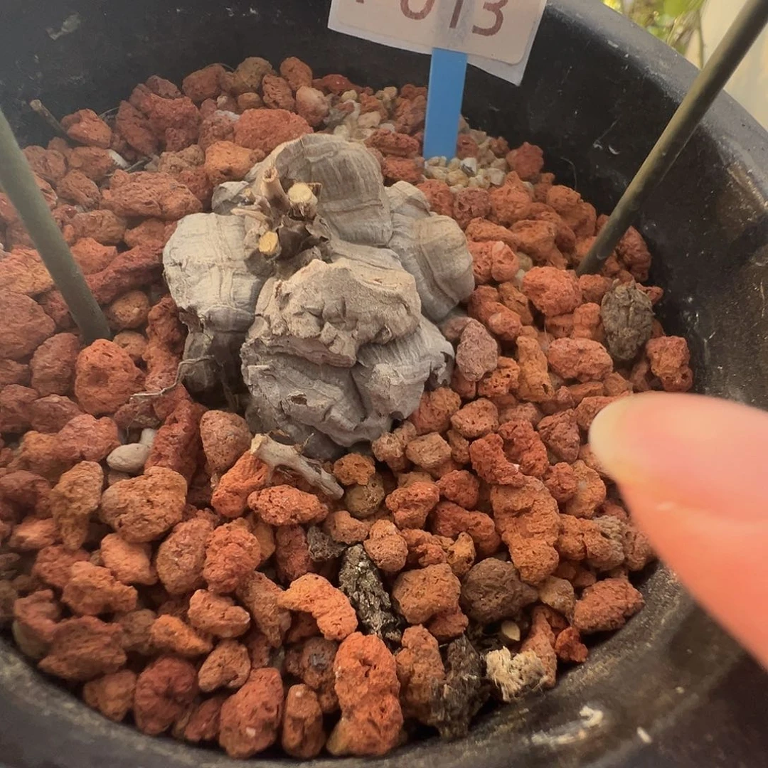 多肉植物专拍 一物一拍 南非龟甲龙013