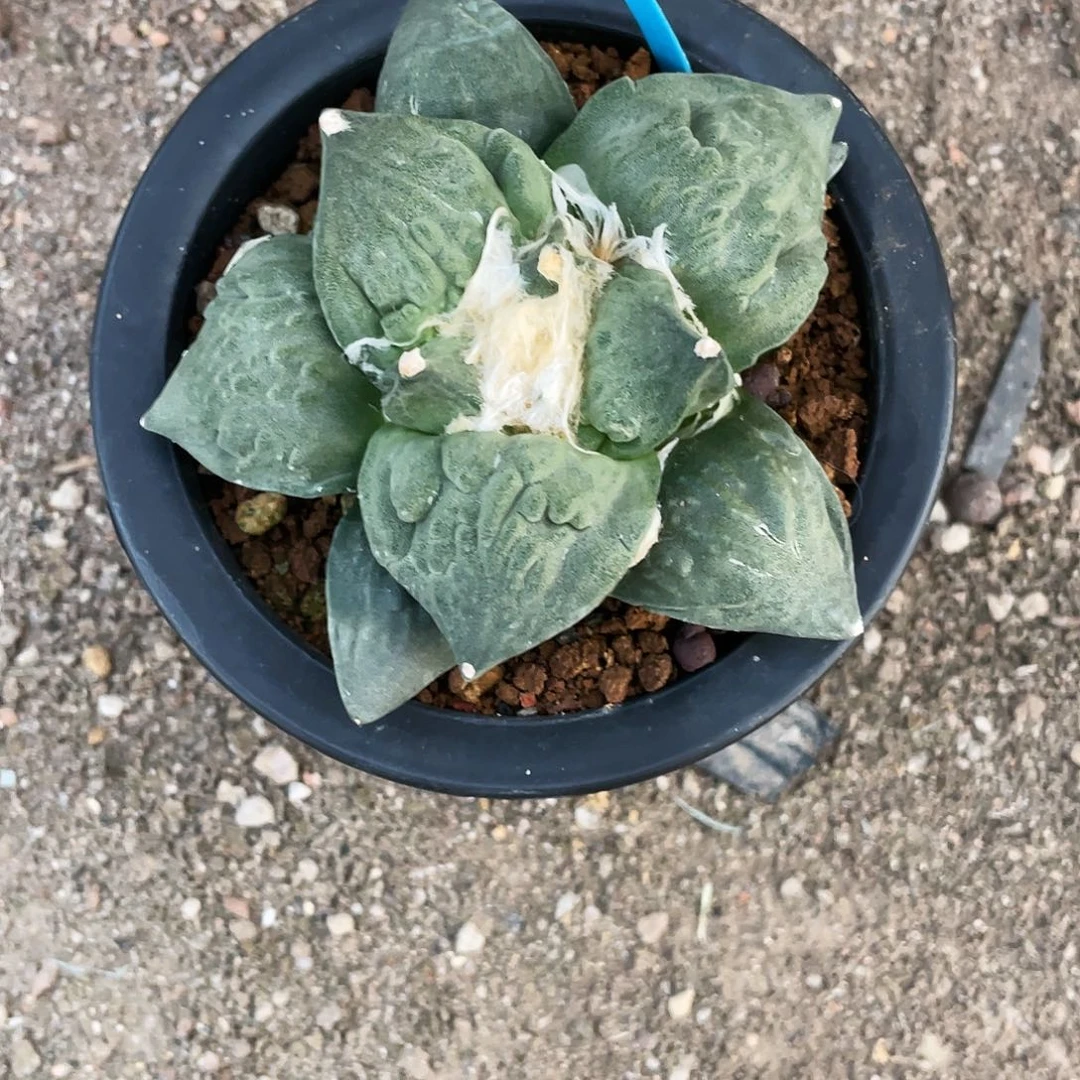 南***枝无花朵实生怒涛岩牡丹
