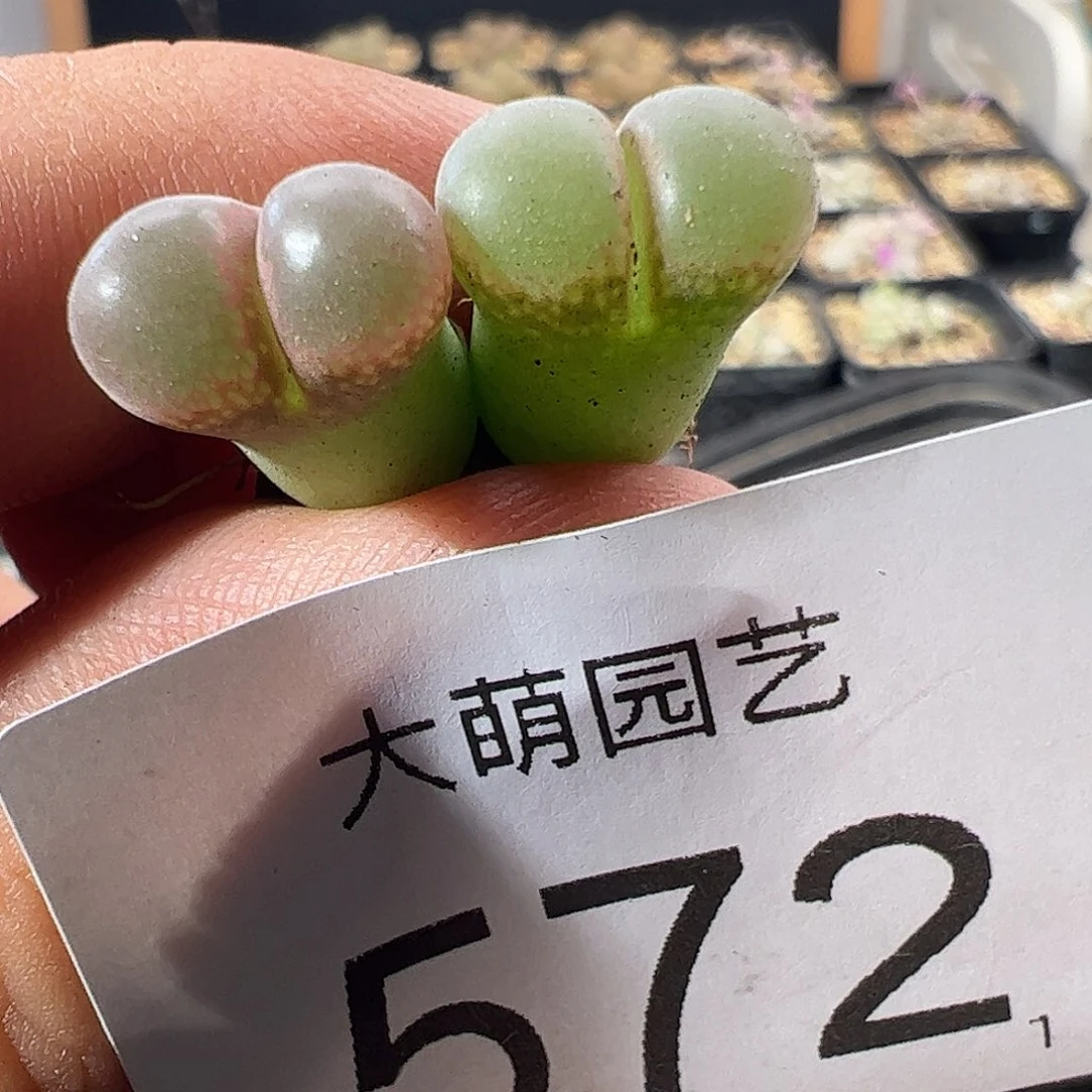 一物一拍。   春见风铃572