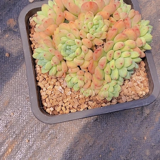 无花朵火*鸟蓝彩盆多肉植物