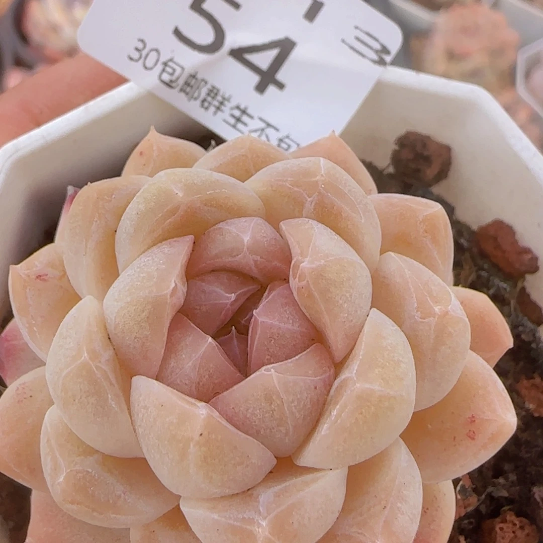 糖心一颗脱土发货的