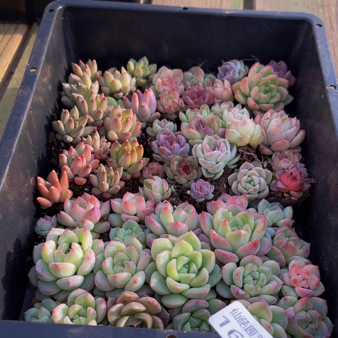 166大热天的一天从早上