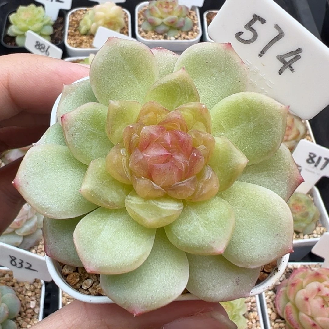 574号风花雪月系列碧琉璃