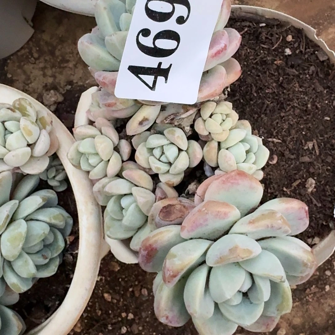 人****731316131331433131646464