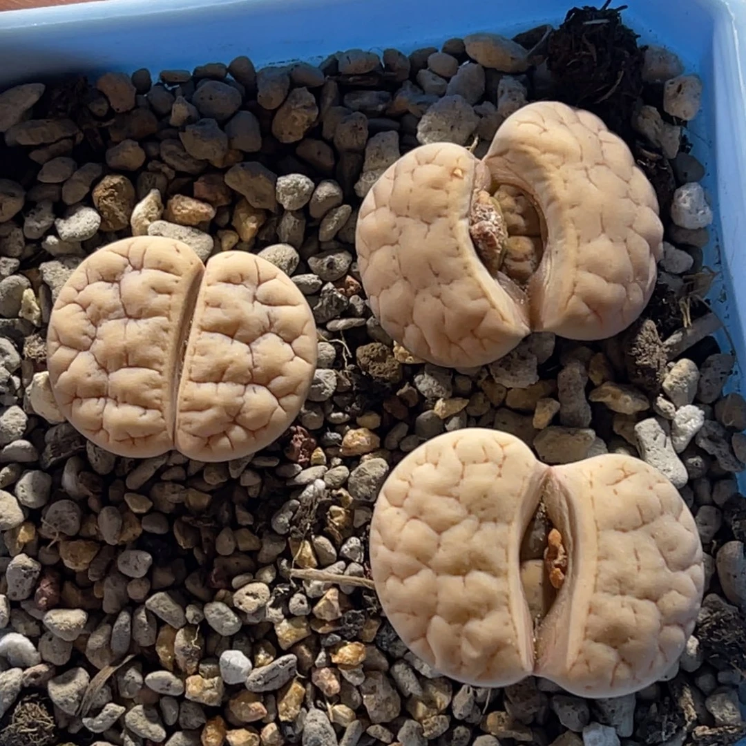 0048荒混3颗尺寸2.7