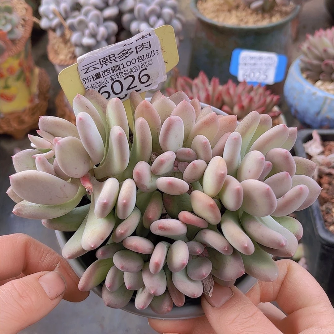 6026三日月美人。