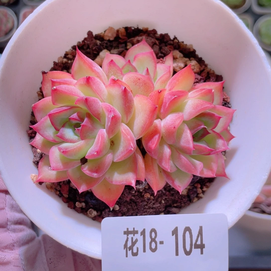 花利美18-104新品群