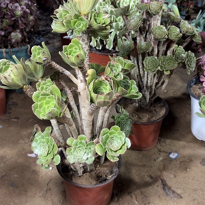 多肉植物原始绿法师44