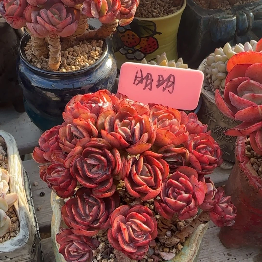 秀妍老桩五十包邮