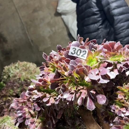 琴***姐多肉植物一个欧子302