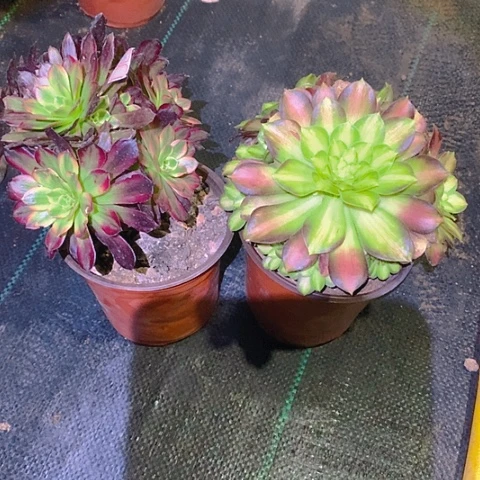 815法师2棵多肉植物