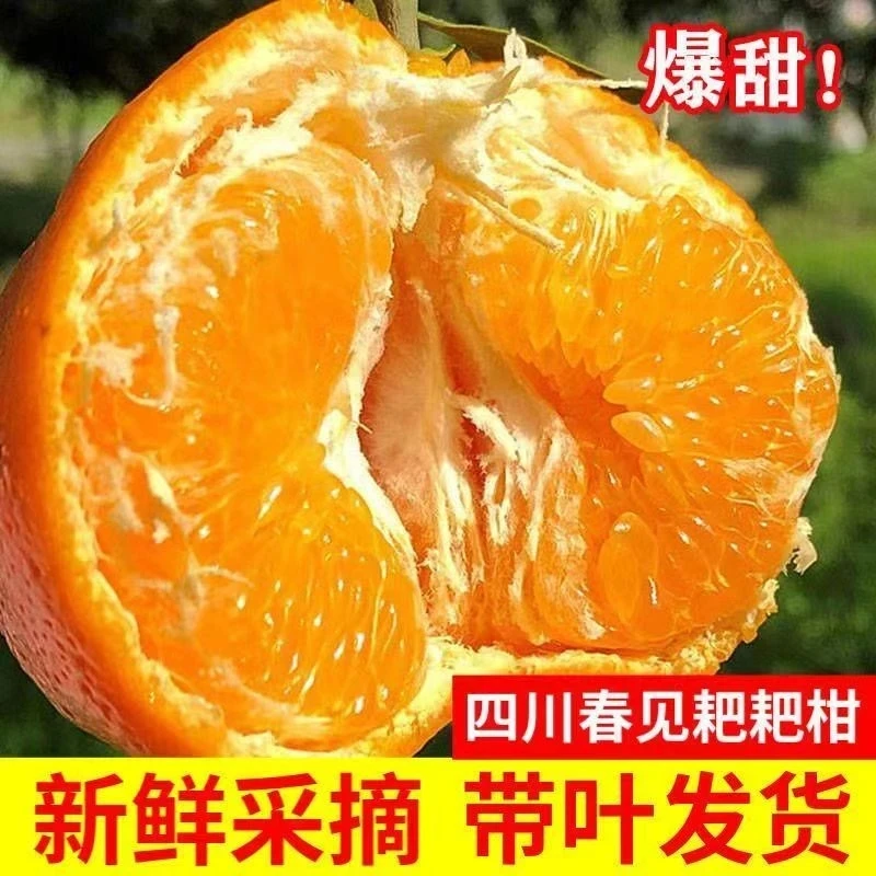 掌柜甄选 正宗四川春见耙耙柑鲜嫩多汁现摘现发应季水果包邮