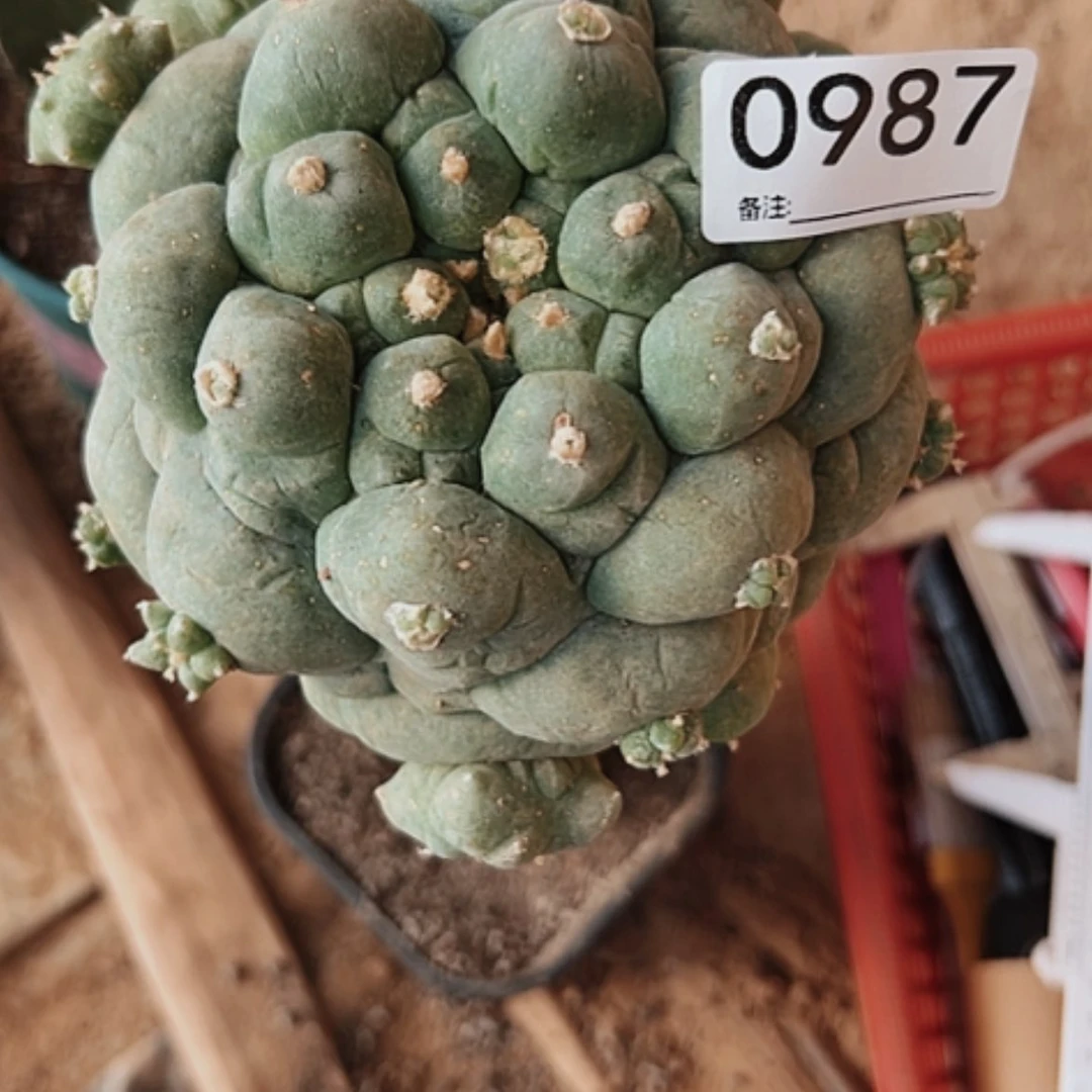 【闪购商品】等*987古田