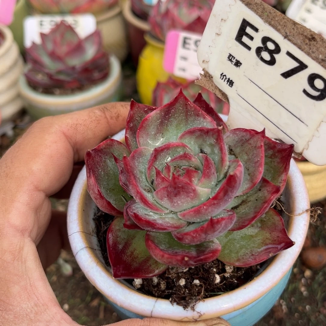 惊鸿一瞥879号多肉