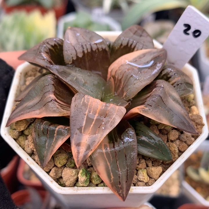 洪文寿锦，带盆发货