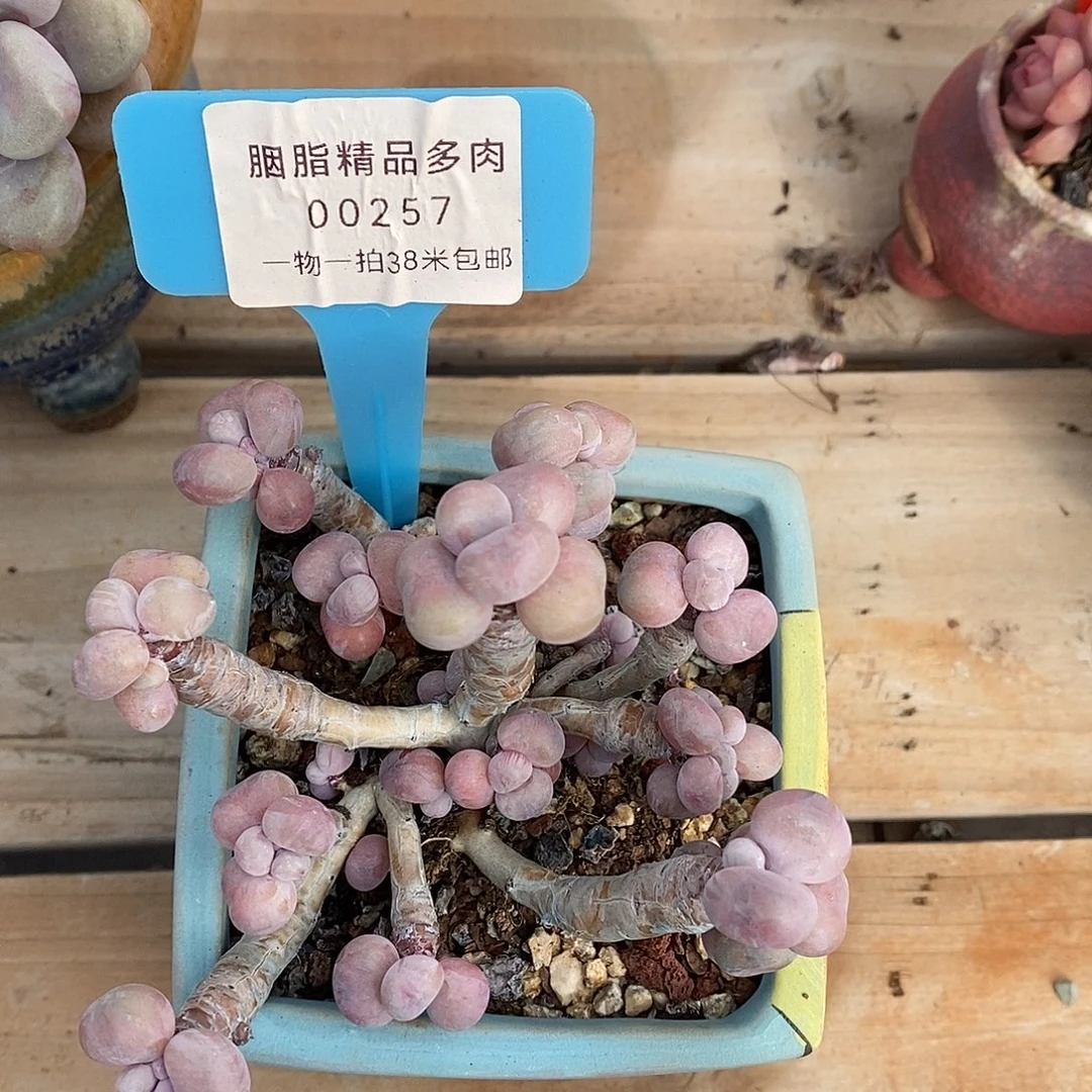 00257，居然咯我咯哦