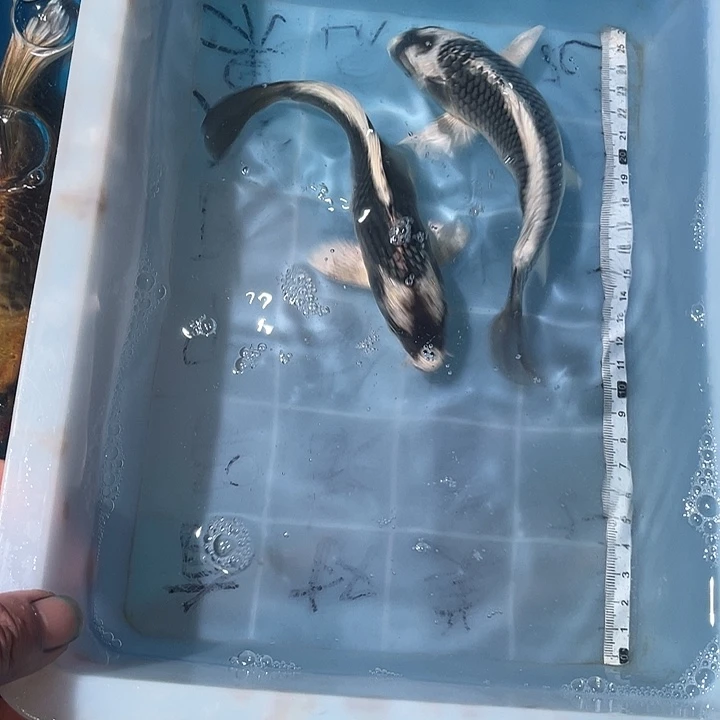 蝴蝶鲤鱼渔场直发21