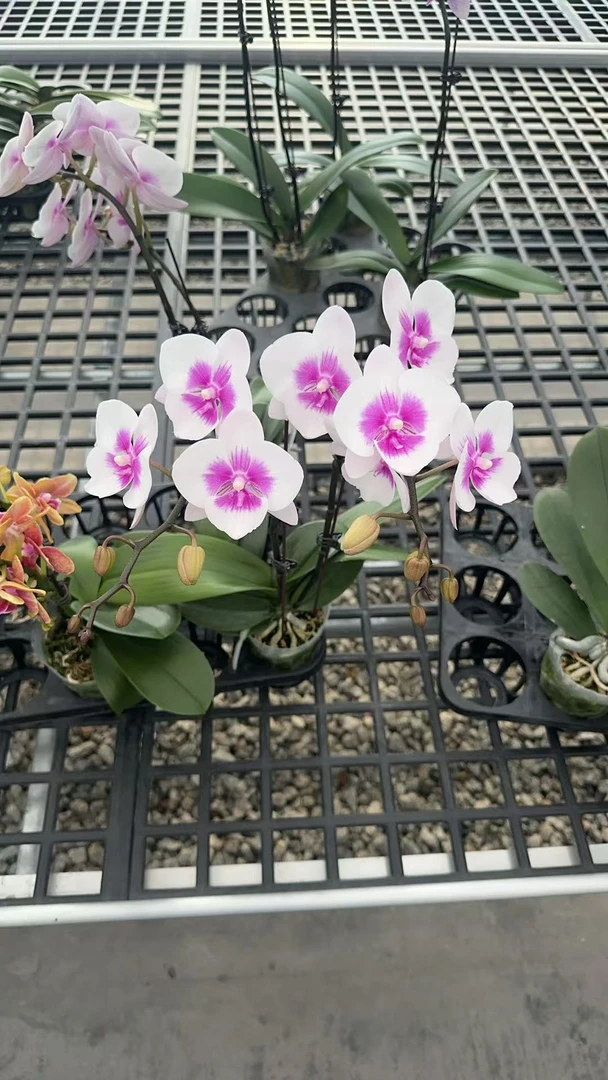 【凤凰鸟】植株高品質蝴蝶蘭基地直发种 植施肥观赏花卉