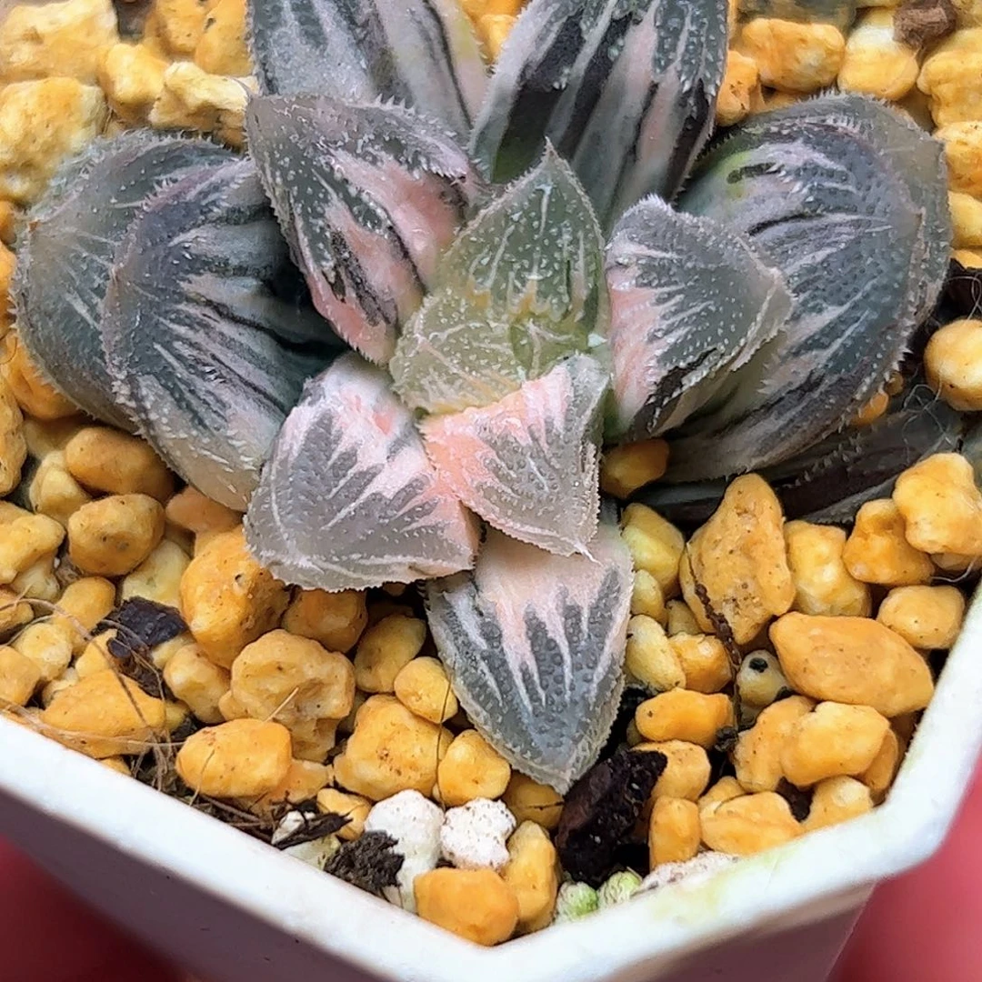 糊斑白帝城十二卷多肉