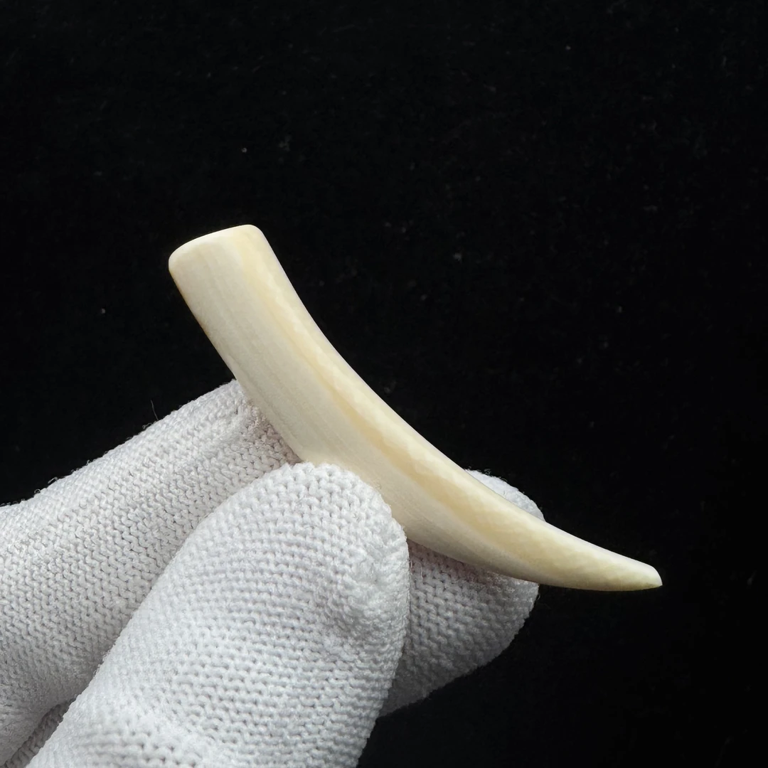 L2754天然猛犸牙 牙尖51.8mm支持鉴定 假一罚四