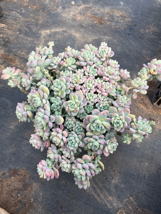 多肉劳尔一颗，默认瑕疵介意勿拍，零下1到10度必拍保温棉不拍会冻