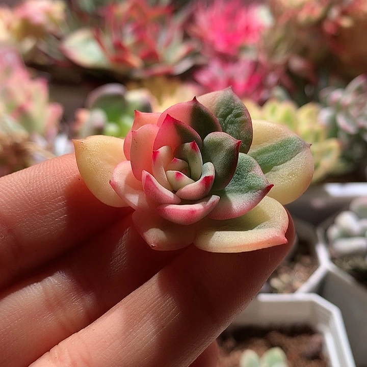 三文鱼锦一半全锦