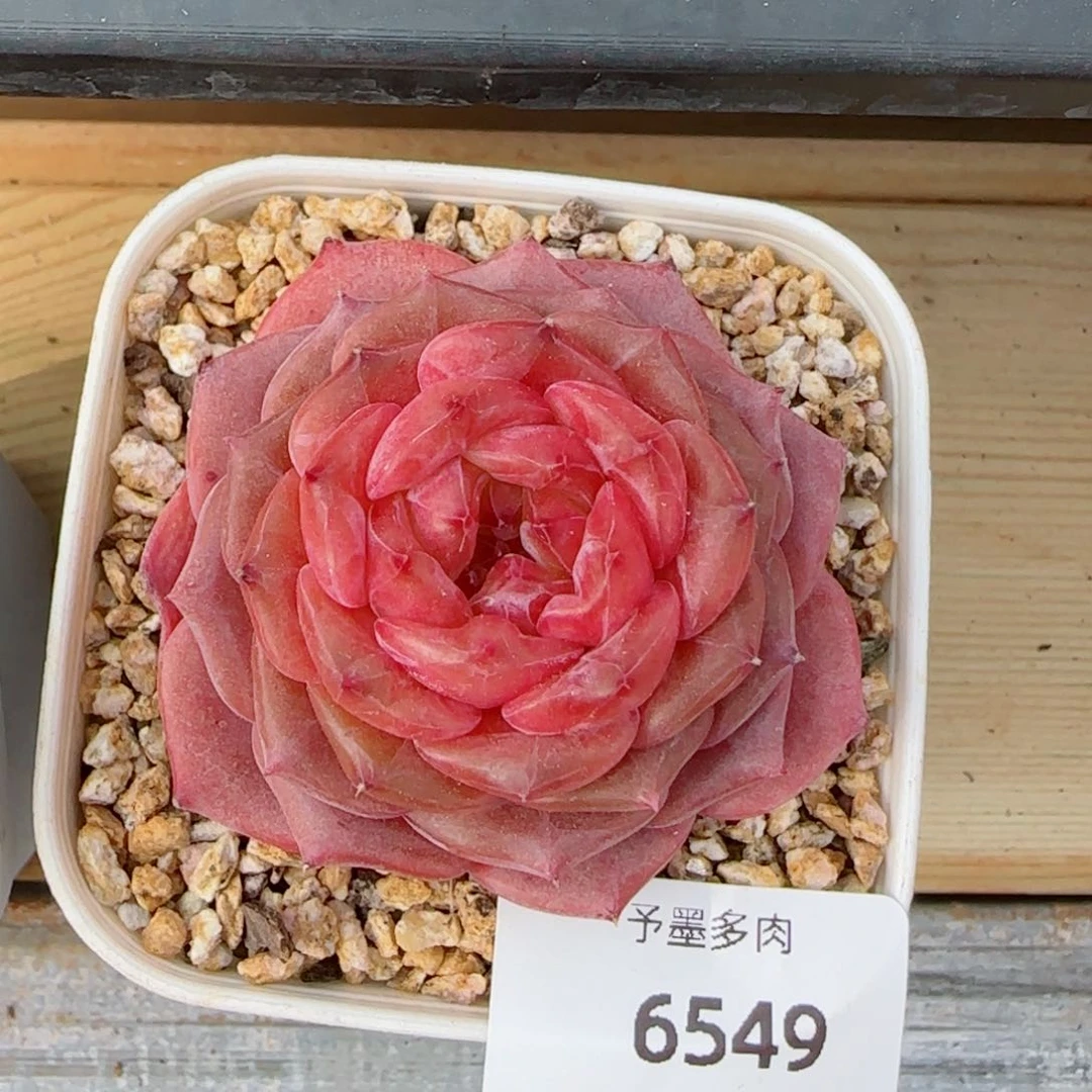 烈焰珍妮，6549多肉植物