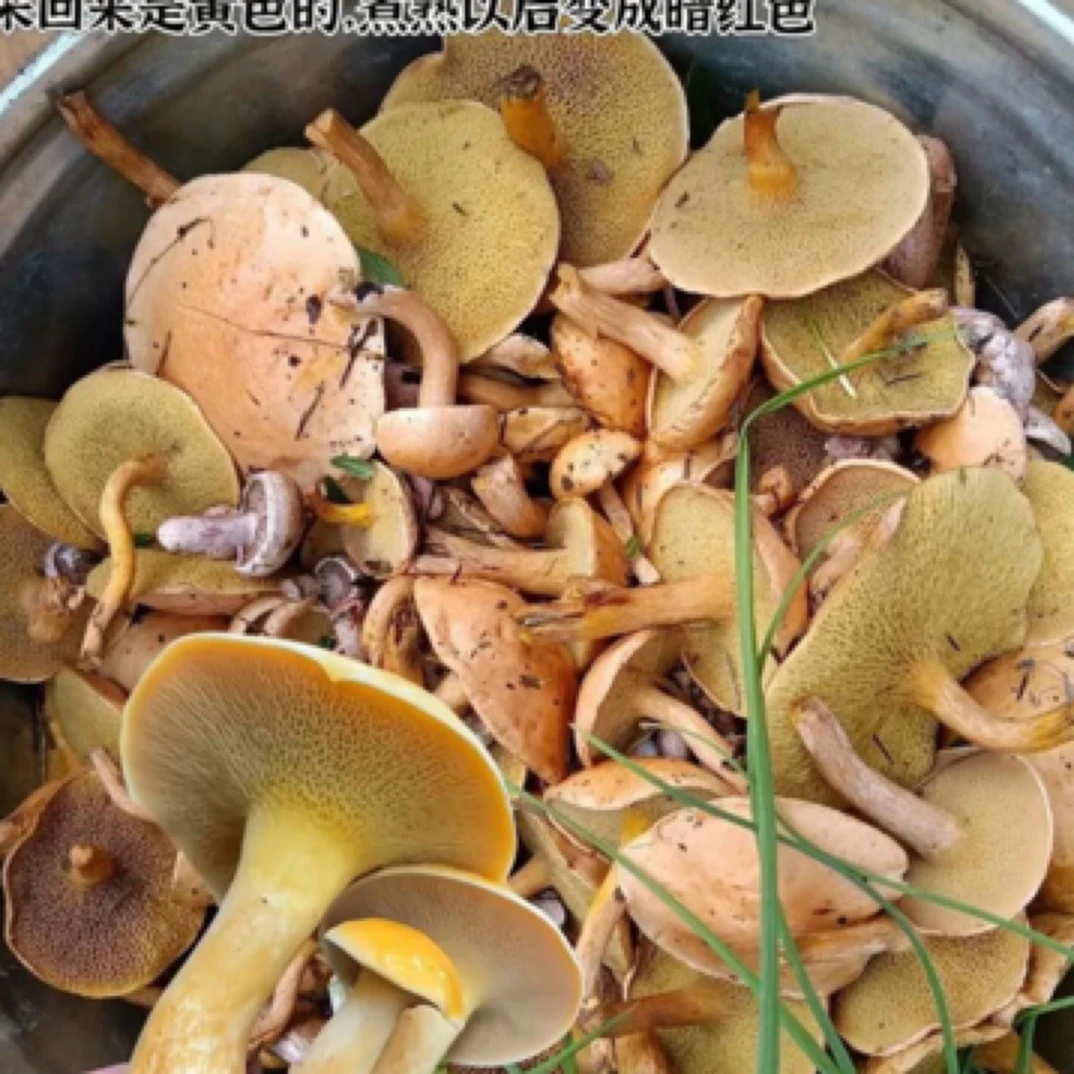 新鲜滑嫩红乳牛肝菌蘑菇大自然山货馈赠