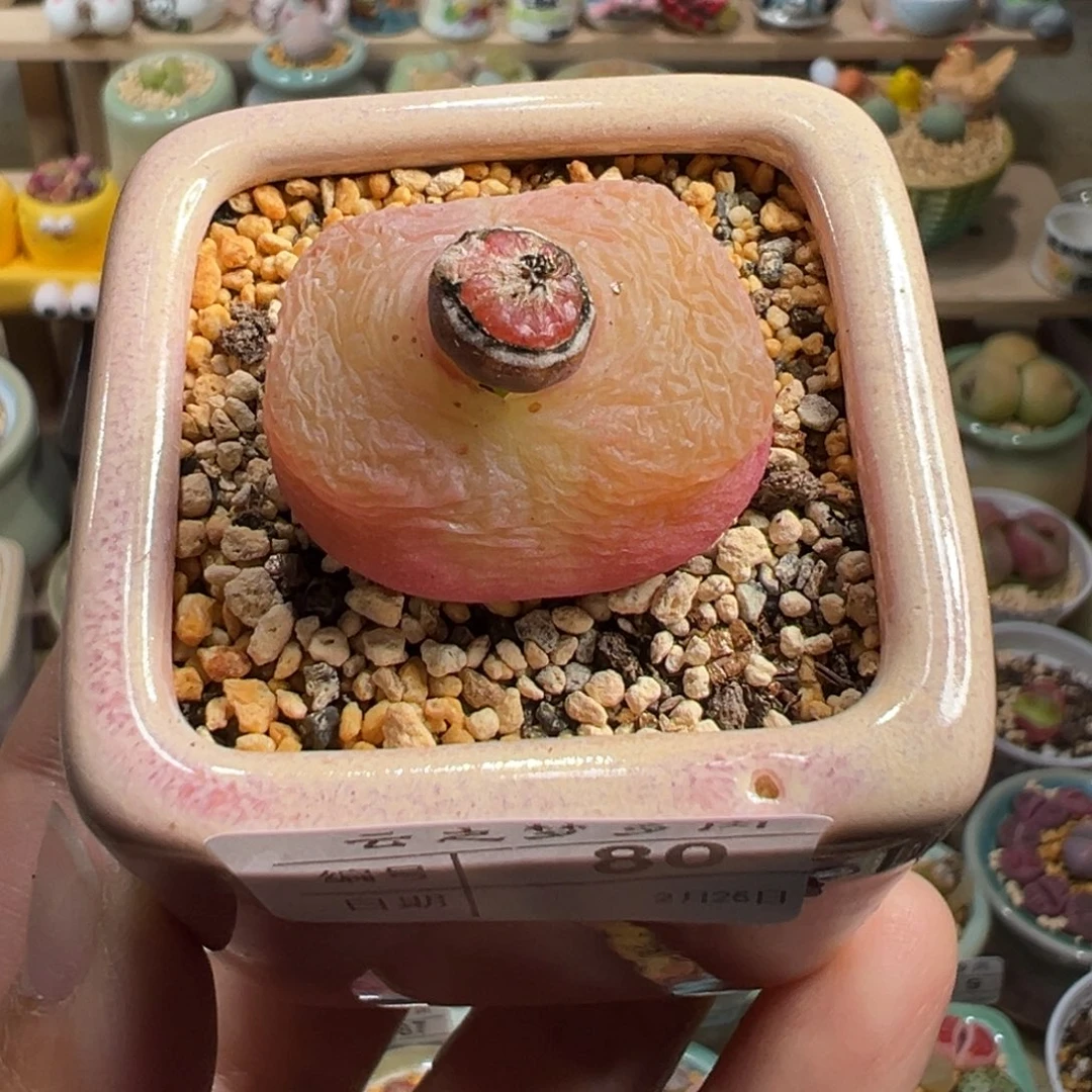 多肉植物254号粉毛