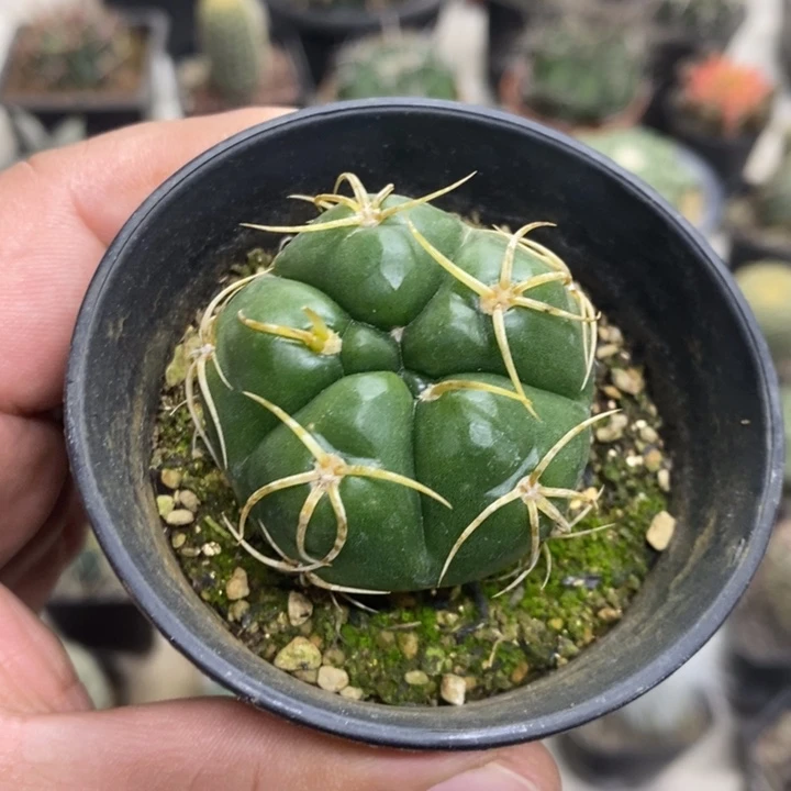 五棱海王特价福利