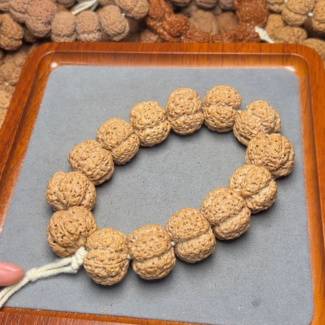 5号尼泊尔大金刚25粗筋梅花霸王龙梁