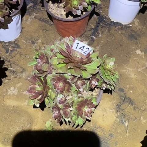 多肉植物法师142红丝绒