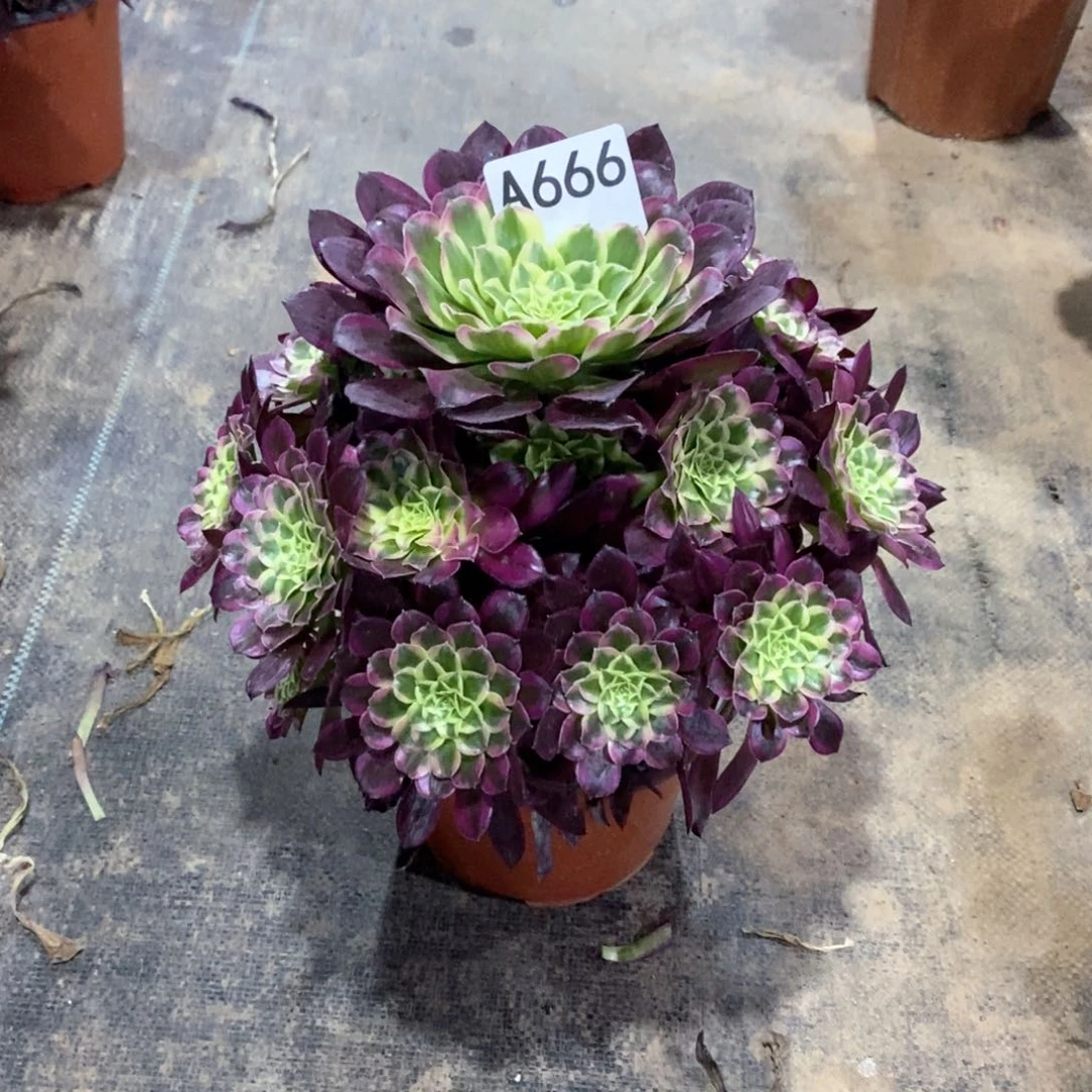 嫩桩天合666多肉法师植物