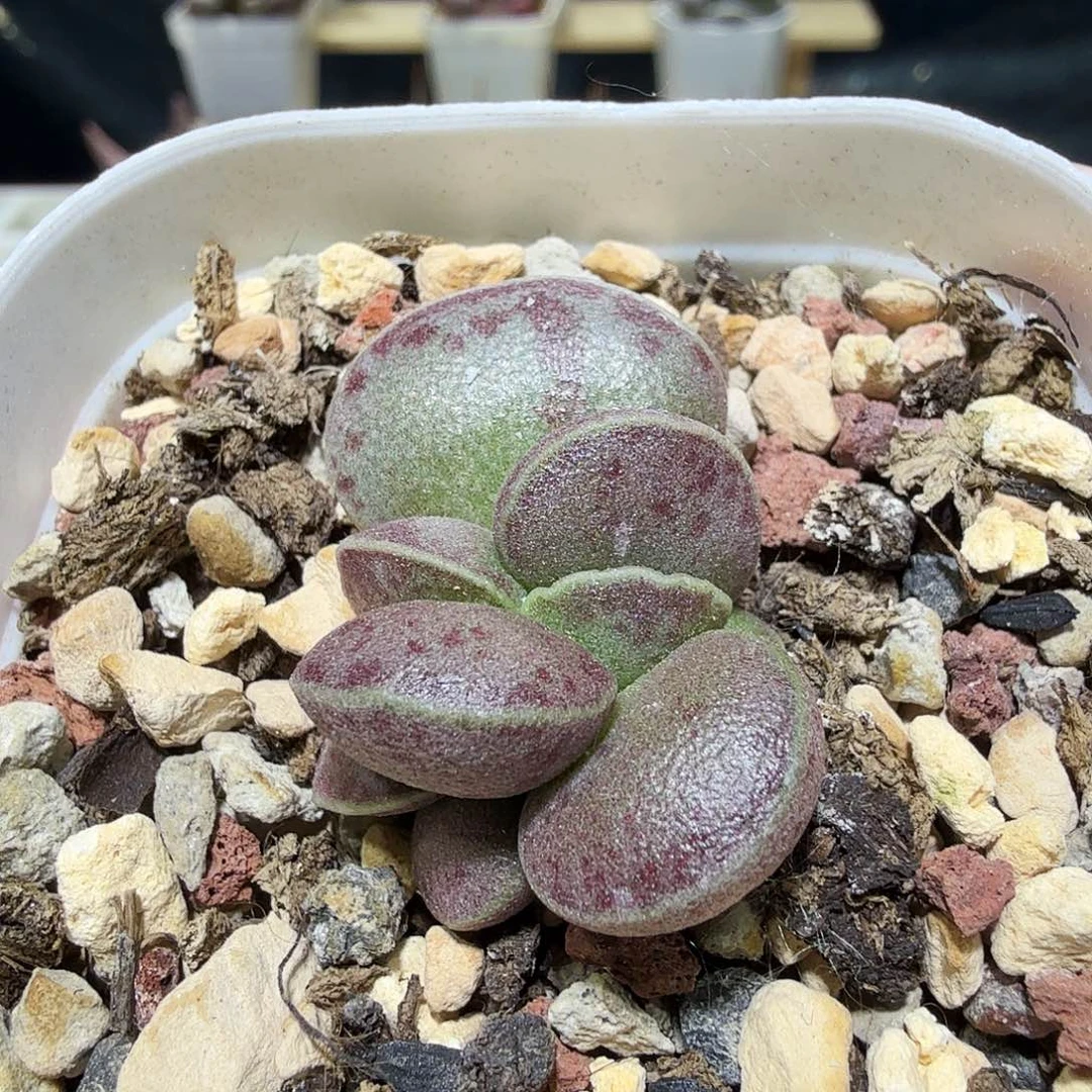 爱微花蛋水泡多肉植物