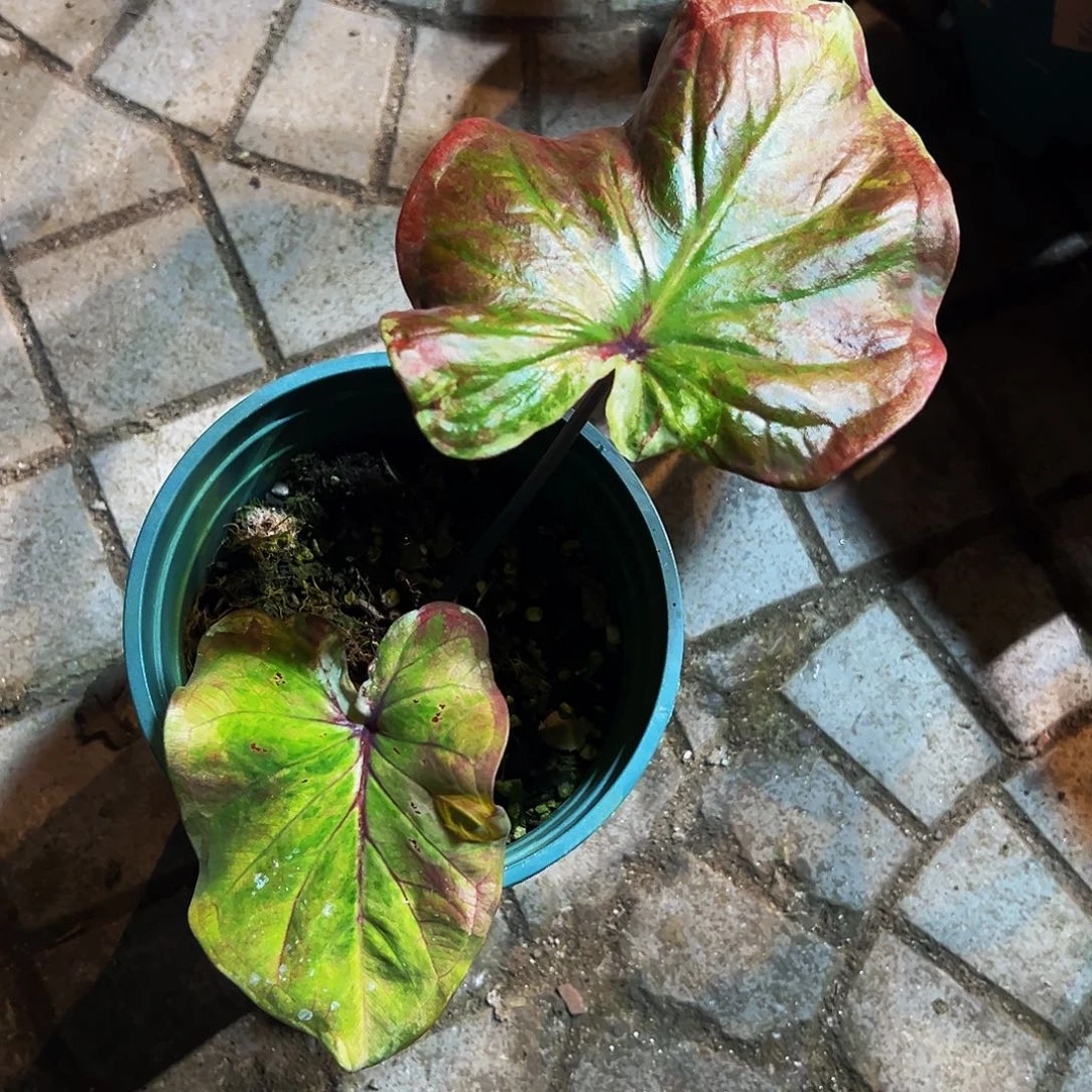 天***晴完全开放6088泰彩