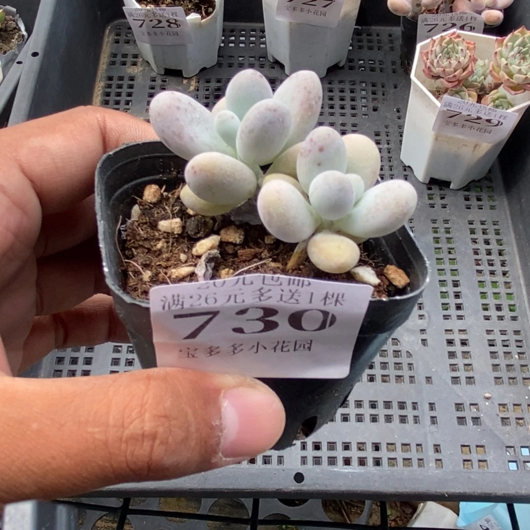 双头奶酪一物一拍满20包邮满26送一颗精品多肉